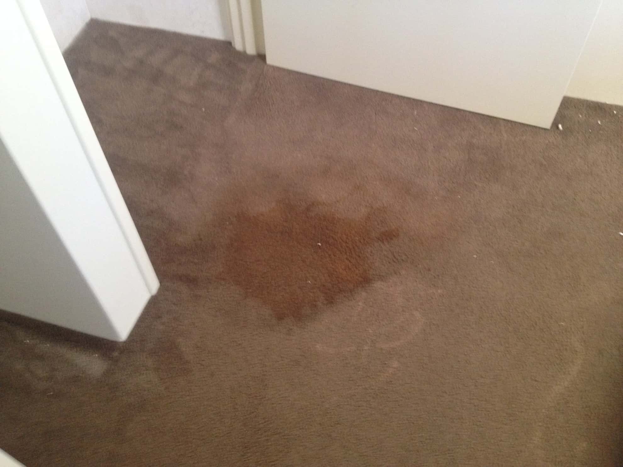 Carpet Stain Troubleshooting