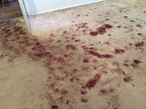 Carpet Stain Troubleshooting