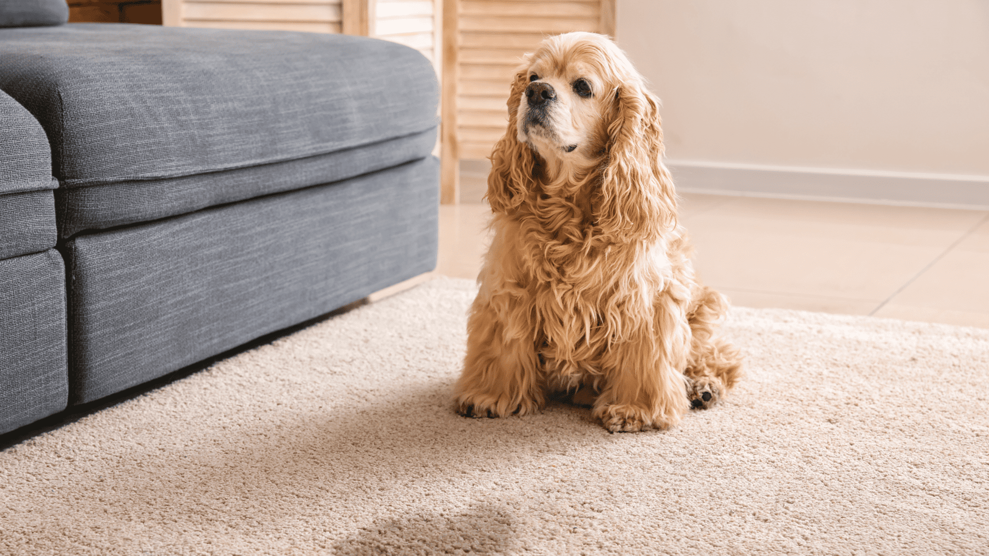 Fresh Aire Carpet Cleaning - Poochie Pees