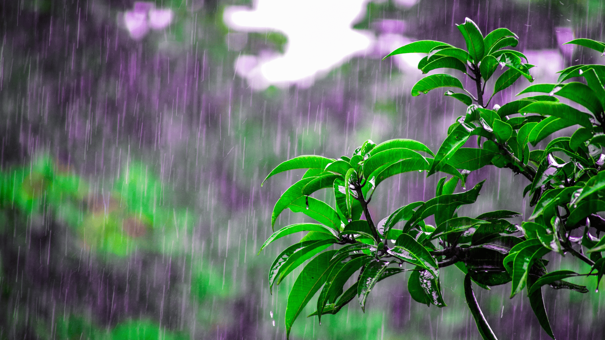 wet plant