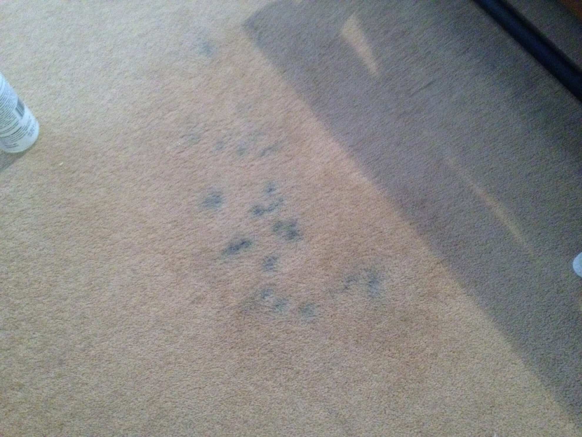 stained carpet cleaning
