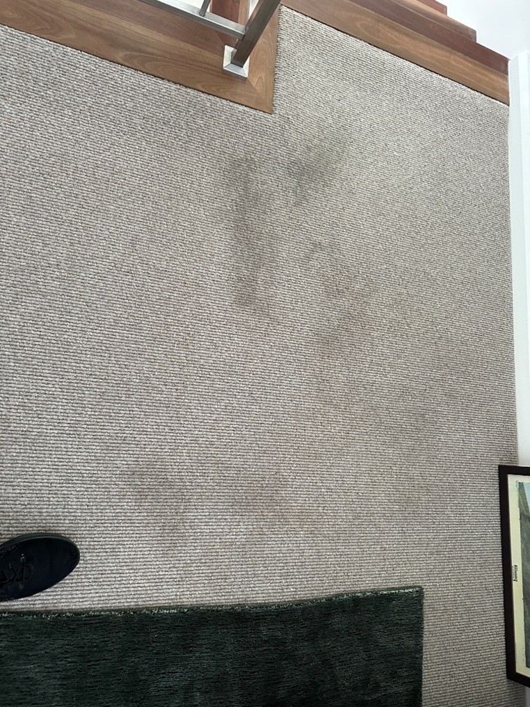 carpet cleaning